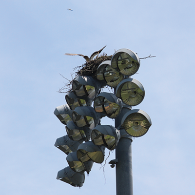 Behind the 'majestic birds' with the best seats at Veterans Field